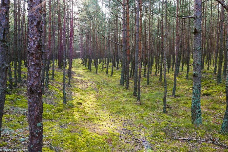 Dworek Bursztynowe Piaski Gdańsk Buitenkant foto